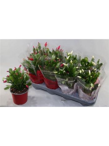 SCHLUMB GEM PINK WHITE