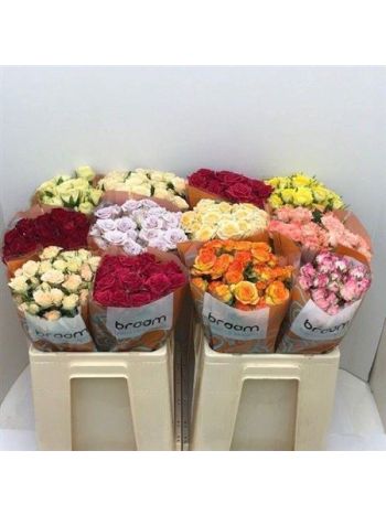 R TR5 GEM IN FUST *60