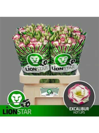 EUS G EXCAL HOT LIPS