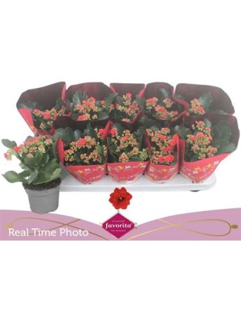 KAL ROSALIE PERFECTA RED