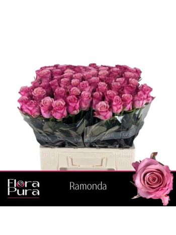R GR RAMONDA 60CM