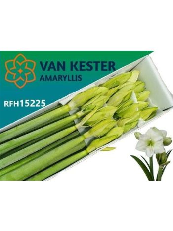 HIPP GA WH SENSATION