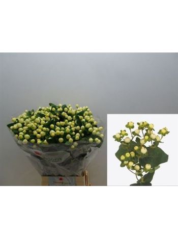 HYP MAG WHITE PRINCE