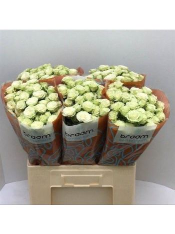 R TR  GREEN GLOW 60CM