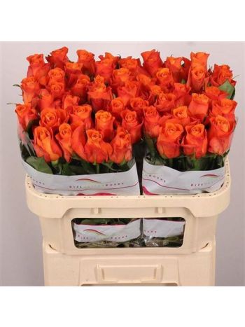 R GR ORANGE WAVE 70CM