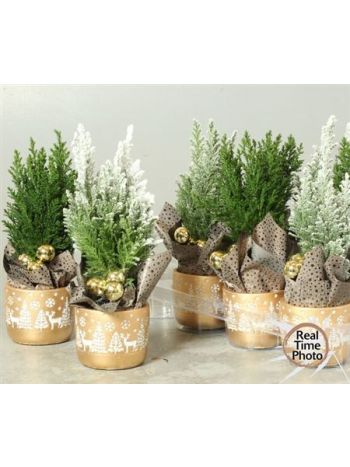 Ö. CHAM L ELLWOODII KARÁCSONYI KASPÓS