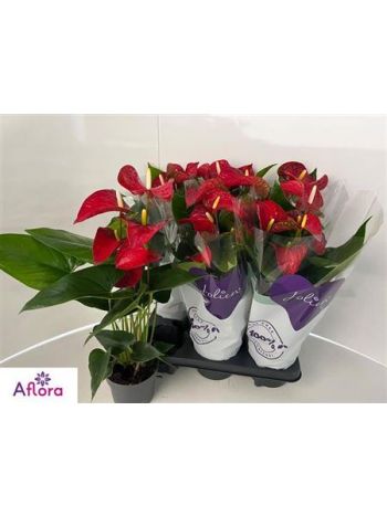 ANTHU AN BAMBINO RED