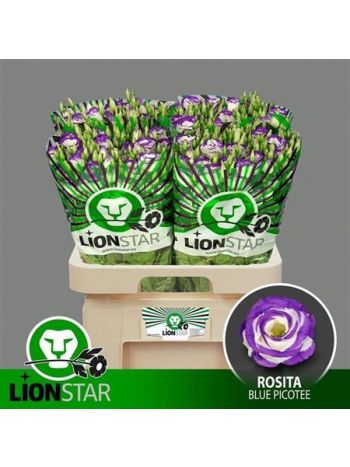 EUS G ROSI BLUE PICO