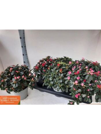 RHODO TÖBBSZÍNŰ PINK *6