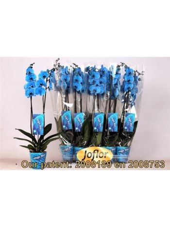 PHAL 2 ÁG FESTETT KÉK