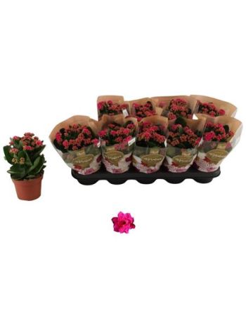 KAL ROSALIE DON VICTORIO