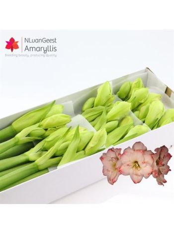 HIPP GA AMADEUS CANDY