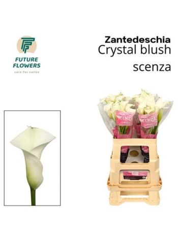 ZANT CRYSTAL BLUSH 60CM