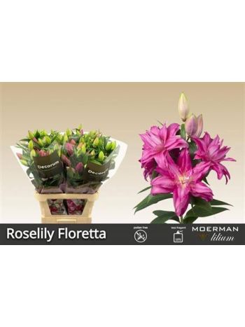 LI OR DU RL FLORETTA