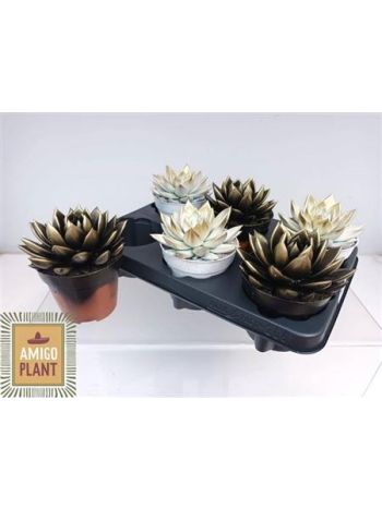 ECHEV MIRANDA FESTETT FEKETE FEHÉR ARANY