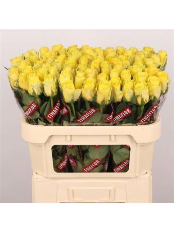 R GR GOOD TIMES 70CM