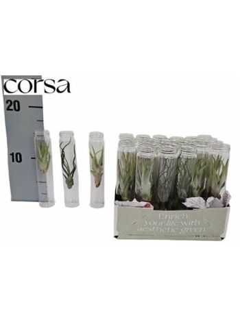 TILL AIRPLANT ÜVEGBEN