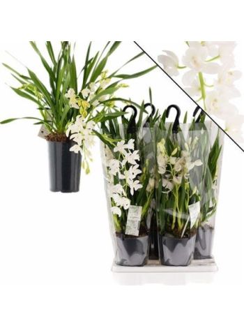 CYMBIDIUM ICE CASCAD