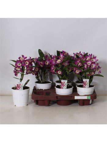 DENDR N 1 ÁG AKATSUKI