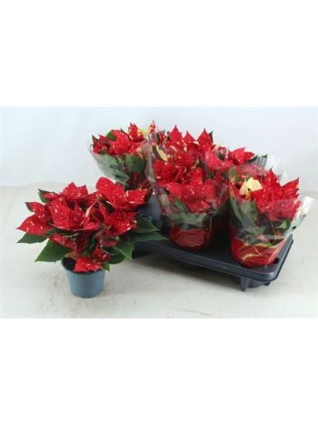 EUPHOR P SUP NEW GLI