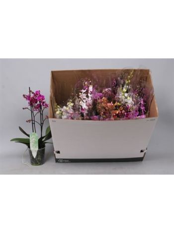 PHAL MF 2 ÁG GEM DOBOZOS