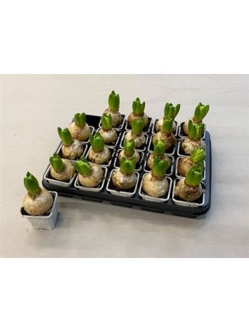 HYACIN 1 PP FEHÉR AIOLOS