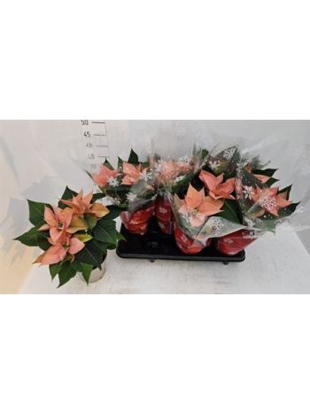 EUPHOR P CHR F CINNA