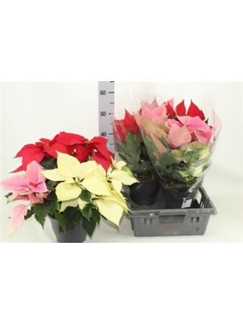 EUPHOR P CARNAVAL 3 SZÍNŰ