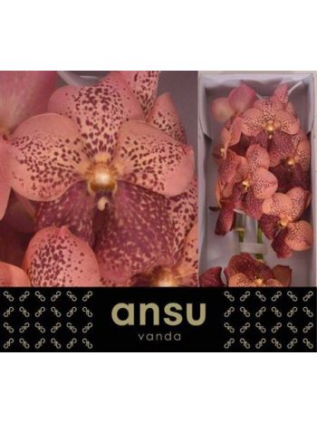 VANDA SU LEOP CORAL