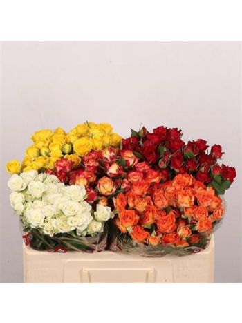 R TR5 GEM IN FUST *50