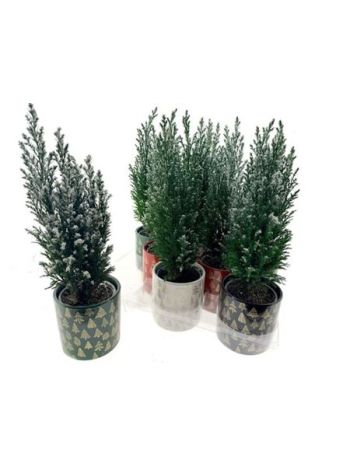 CHAM L ELLWOODII KARÉCSONYI KASPÓS