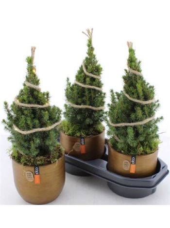 PICEA GL PERFECTA ARANY KASPÓS DÍSZÍTETT