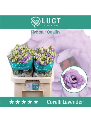 EUS G CORELLI LAVEND