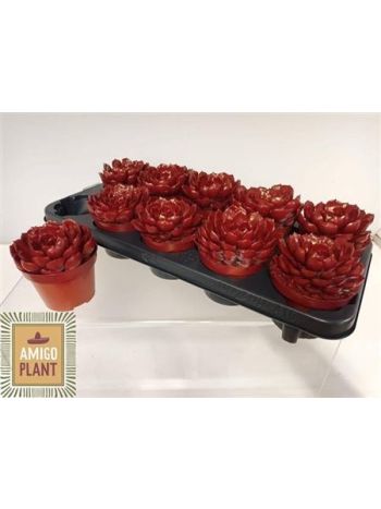 ECHEV SUMMER FESTETT PIROS