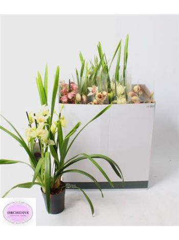 CYMBIDIUM GEM 2+