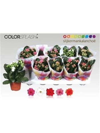 KAL ROSALIE SZÍNES MINTÁS ZACSI