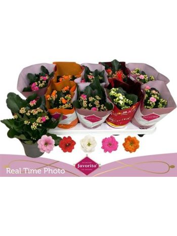 KAL ROSALIE PERFECTA GEM