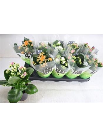 KAL ROSALIE ZÖLD ZACSIS