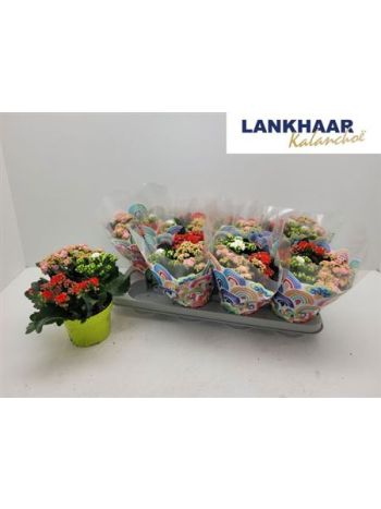 KAL ROSALIE TÖBB SZÍNŰ