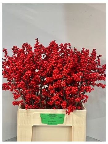 ILEX VE RODE BES 70CM