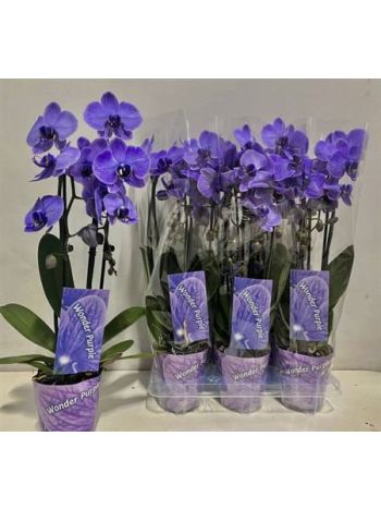 PHAL 2 ÁG FESTETT LILA