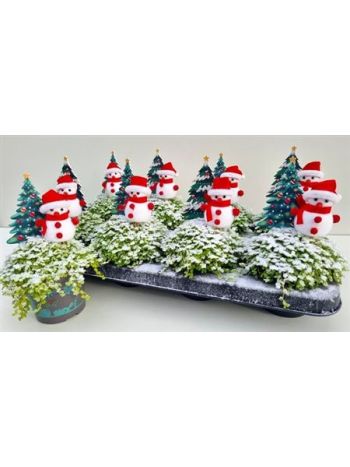 SOLEI SOL AUREA HÓEMBER FENYŐFA