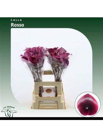 ZANT ROSSO 65CM