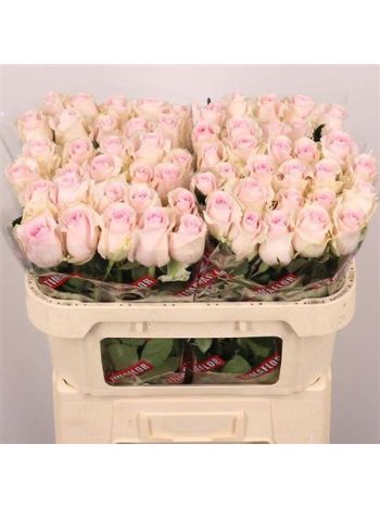 R GR REVIVAL SWEET 70CM