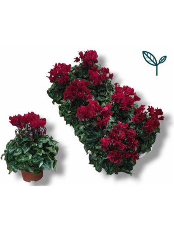 CYCL KL SUP COMPACT BORDÓ