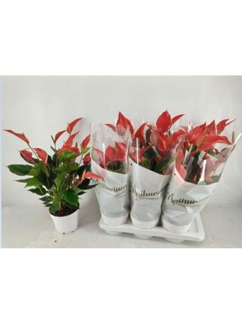 ANTHU BANDEROLA ROJA