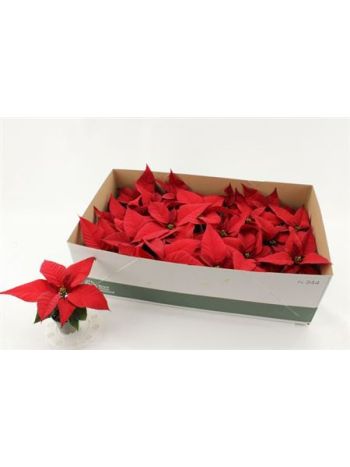 EUPHOR P CHR FEELING