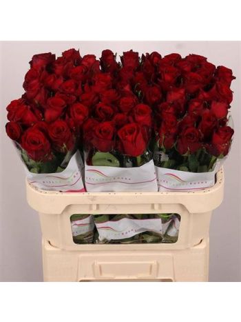 R GR RED BENTLEY 70CM