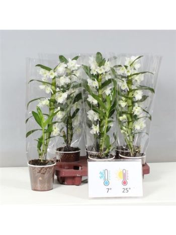 DENDR N 1 ÁG APOLLON