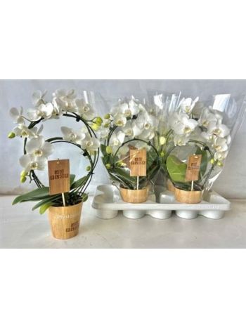 PHAL KÖRKÖRÖS FEHÉR